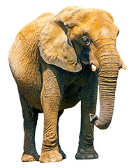 Fototapeta na wymiar Elephant isolated on white background.