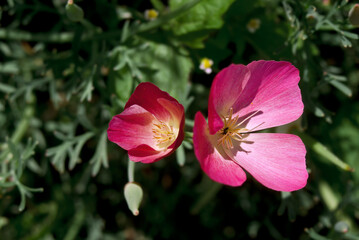 Fototapeta na wymiar California Poppy (Eschscholtzia californica) in garden