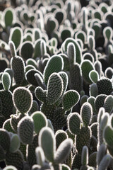 cactus garden on the farm hobby and leisure activities for another form of happiness