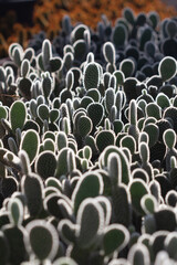 Obraz premium cactus garden on the farm hobby and leisure activities for another form of happiness