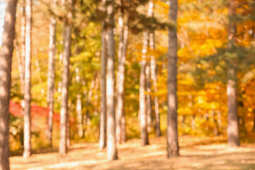 Blurred view of autumn forest on sunny day