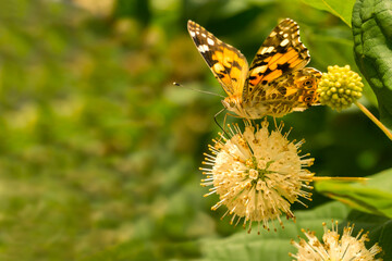 Butterfly urticaria. Family Nymphalids, species of the genus Aglais. On the flower head, Cephalanthus occidentalis.