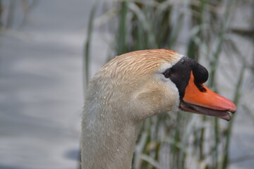 Schwan