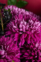 Purple bouquet of chrysanthemums with black berries and green leaves close up
