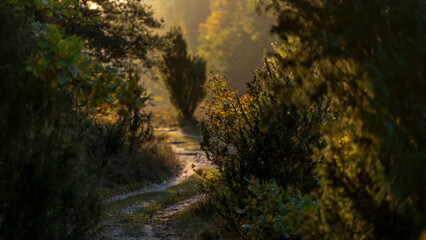 Leśna droga © Mariusz