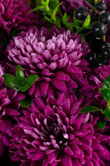 Obraz premium pink chrysanthemum flowers