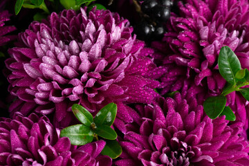 Purple bouquet of chrysanthemums with black berries and green leaves close up