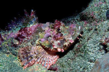 オニカサゴ　海中写真