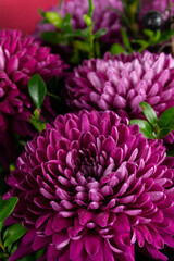 pink chrysanthemum flowers