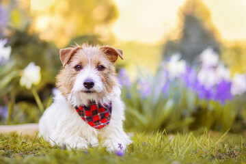 Happy cute pet dog puppy listening in the grass with flowers in spring. Springtime, summer, easter holiday background.