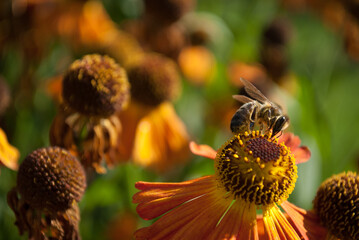 pszczoła, lato, skrzydła, nektar, pyłek, lato, summer - obrazy, fototapety, plakaty