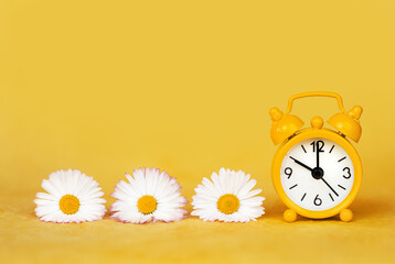 Daisy flowers and yellow alarm clock. Spring forward, springtime or summer background. - 481441524