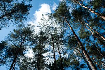 las, drzewa, chmury, summer, sky, niebo,