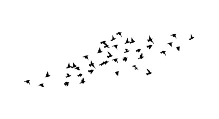 A flock of flying birds. Free birds. Vector illustration