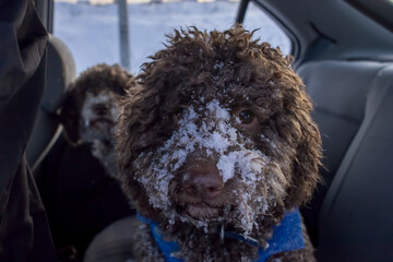 cute dogs covered in snow standing in car backseat
