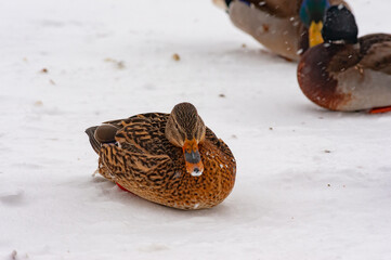 Ducks in a January snowstorm on the city's waterfront!