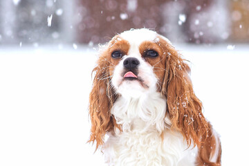 dog puppy cavalier king charles spaniel in winter under snow on the street. Snowfall.