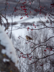 red berries in snow