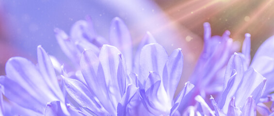 purple and violet flowers in sunlight. Macro. wallpaper