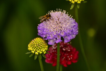 Pszczoła i kwitnąca drakiew (wdówka)