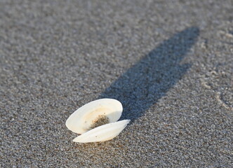 Ostseestrand, Muschelschalen,