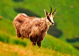 The Tatra chamois (Rupicapra rupicapra tatrica) © Aga