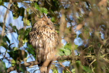 Long eared owl resting on a tree with one eye on the surroundings