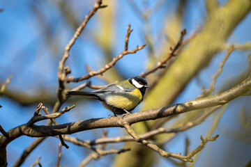Black tit male bird on a tree branch close-up with a blue background