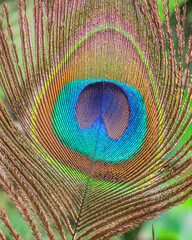 Obraz premium The triangle of peacock feather