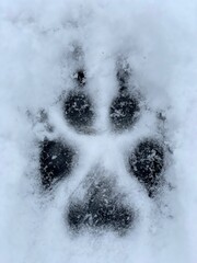The trail (paw print) of a wolf in the snow. Close-up top view. Vertical photo