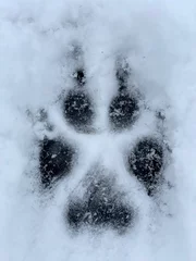 Foto op Canvas The trail (paw print) of a wolf in the snow. Close-up top view. Vertical photo © Олег Медведицков