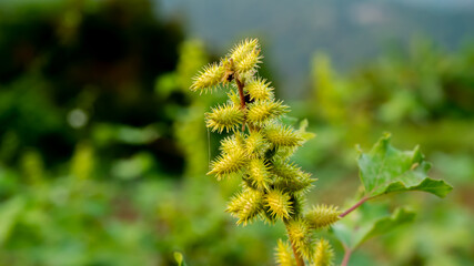 Xanthium strumarium is a species of annual plants of the family Asteraceae. It probably originates in North America and has been extensively naturalized elsewhere.