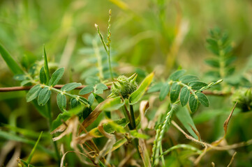 Tribulus terrestris(nerunji) is an annual plant in the caltrop family widely distributed around the world. It is adapted to grow in dry climate locations in which few other plants can survive.