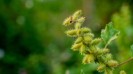 Xanthium strumarium is a species of annual plants of the family Asteraceae. It probably originates in North America and has been extensively naturalized elsewhere.