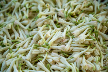 Agave amica, formerly Polianthes tuberosa, the tuberose, is a perennial plant in the family Asparagaceae, subfamily Agavoideae, extracts of which are used as a note in perfumery