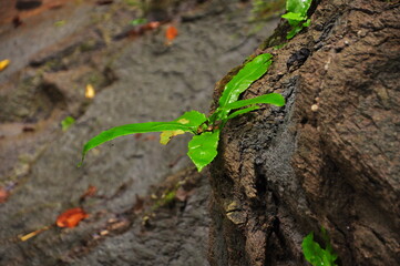 sprout