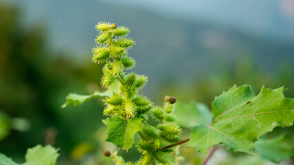 Xanthium strumarium is a species of annual plants of the family Asteraceae. It probably originates in North America and has been extensively naturalized elsewhere.