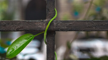 Brote de una planta con una hoja enredada en una verja antigua de metal en Córdoba, España