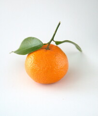Branch of mandarine, mandarin orange (Citrus reticulata), medicinal plant with edible orange fruits