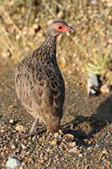 Swainson's Francolin, Kruger National Park