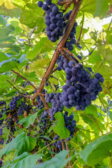 Blue grapes growing on a vine among green leaves. The harvest is ripe. Blur and selective focus. Blurred foreground.