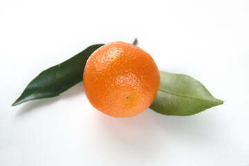 Branch of mandarine, mandarin orange (Citrus reticulata), medicinal plant with edible orange fruits