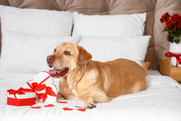 Cute Labrador dog with gift boxes and paper hearts lying on bed. Valentine's Day celebration