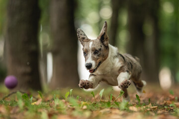 Merle Welsh Corgi Cardigan puppy dog playing with fallen leaves in autumn park