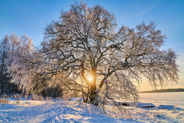 Beautiful sunset and tree in the snow