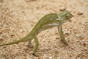 Flap-necked Chameleon, Kruger National Park