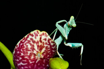 mantis