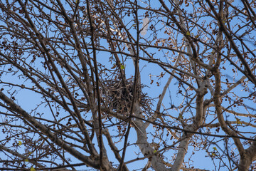 bird's nest among tree branches