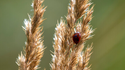 Biedronka © Mariusz