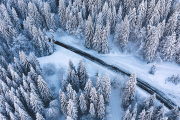 Vue aérienne drone verticale d'une forêt de sapins enneigés traversée par une route (Valserine, Jura, France)